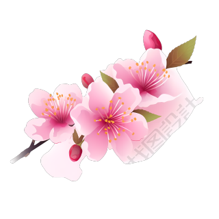 白色背景上的粉色樱花插画