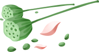 手绘绿色莲蓬素材