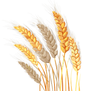小麦穗矢量插画元素