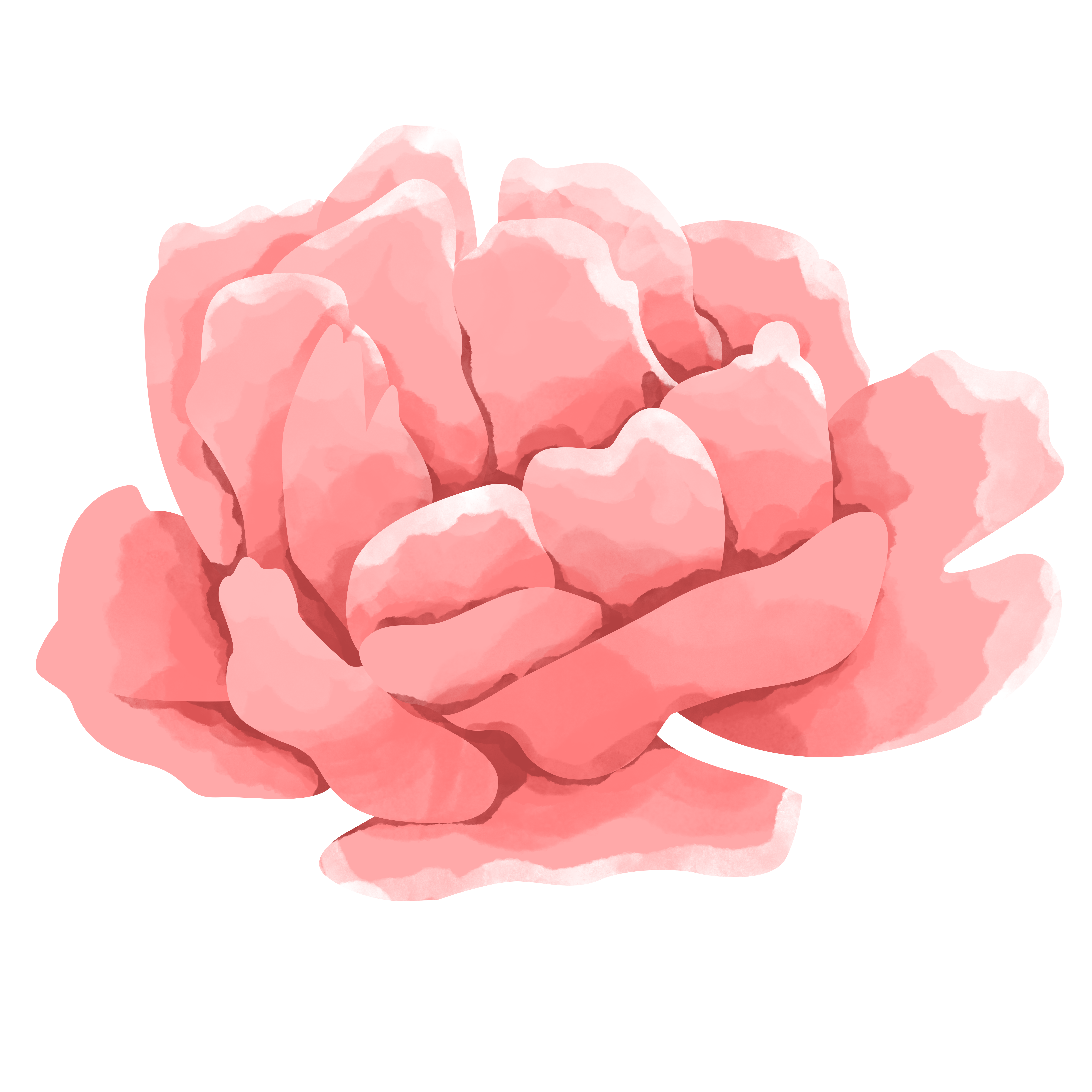 水彩画唯美牡丹插画素材