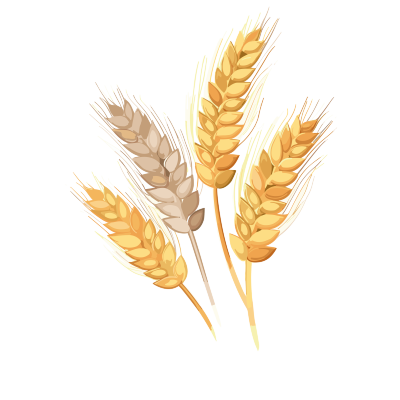 黄色小麦穗插画元素