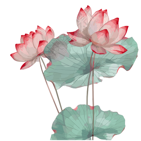 透明背景高清红色莲花在灰色背景上的图形素材