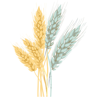 小麦穗粉彩透明白色背景元素