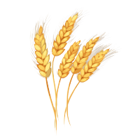 小麦穗矢量插画
