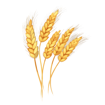 小麦穗矢量插画