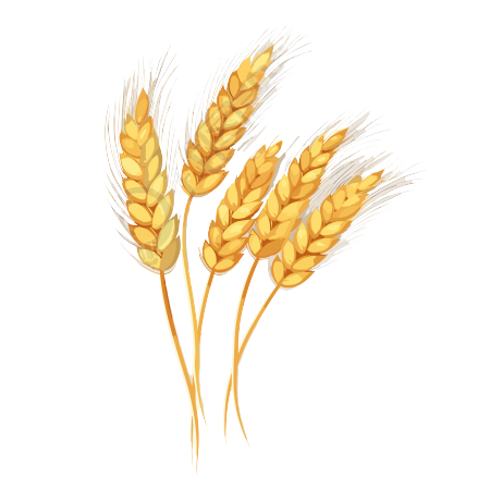小麦穗矢量插画