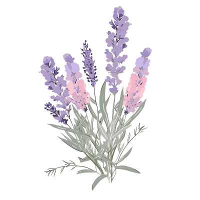 透明背景的紫罗兰花束矢量粉色扁平插画