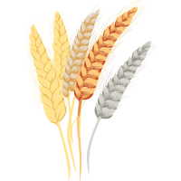 小麦穗