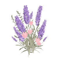 透明背景下的薰衣草花束插画
