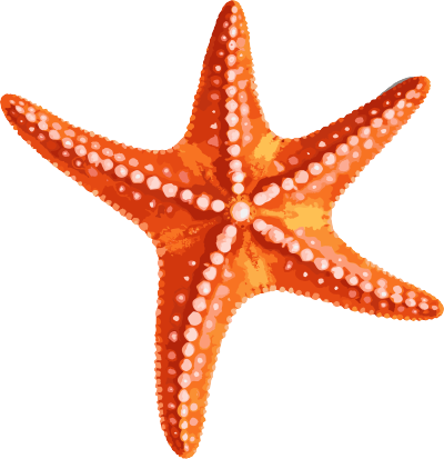 橙色海星PNG图片