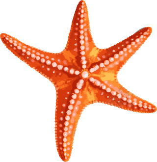 橙色海星PNG图片