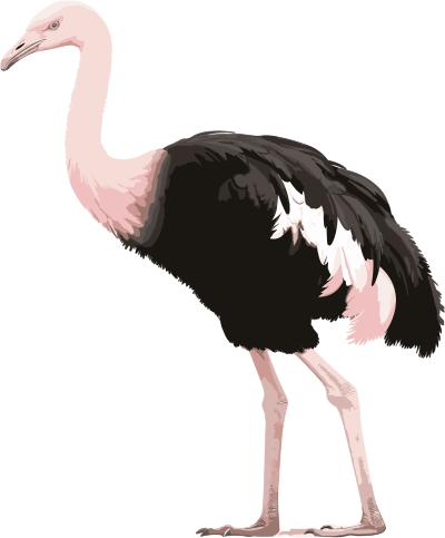 粉黑色鸵鸟素材图