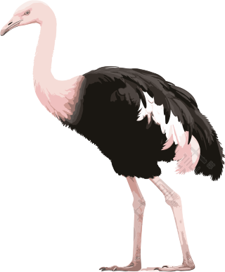 粉黑色鸵鸟素材图