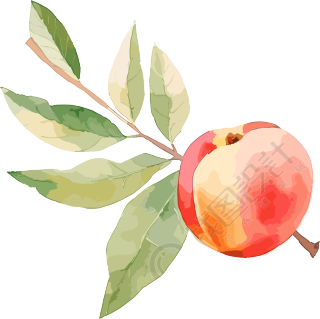 日常水果脆桃桃树枝插画素材