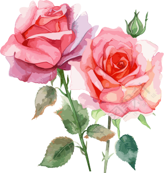 水彩画三朵玫瑰