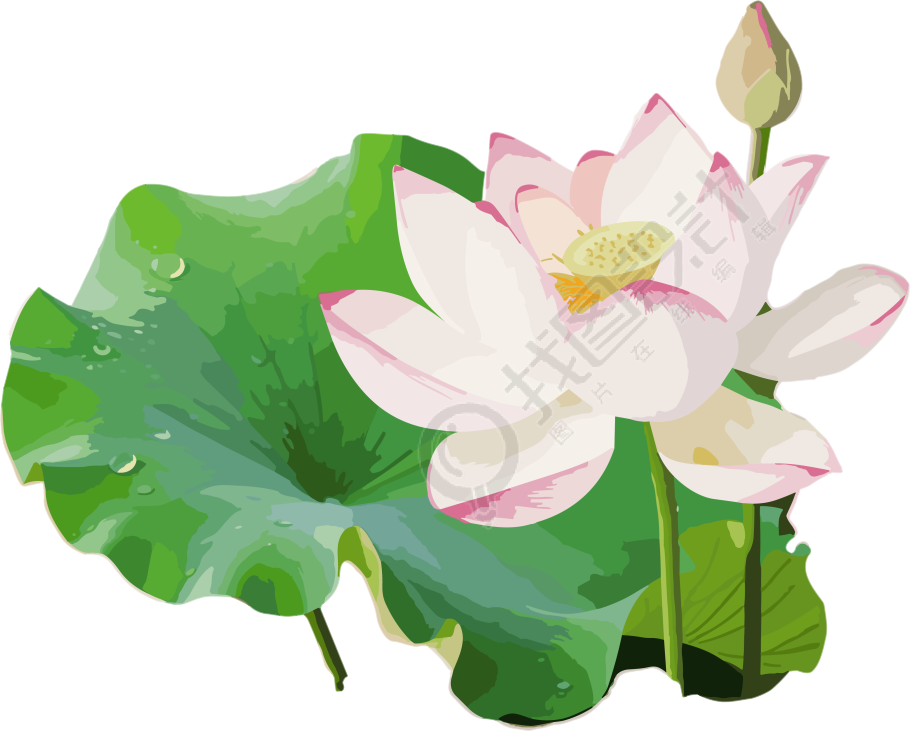 莲花与莲叶水彩元素