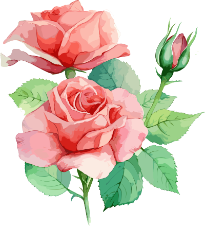 轻红与浅绿风格的水彩画三朵玫瑰