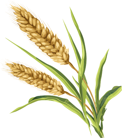 高清PNG白底麦穗叶子图形素材
