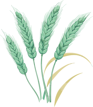 绿色小麦穗元素