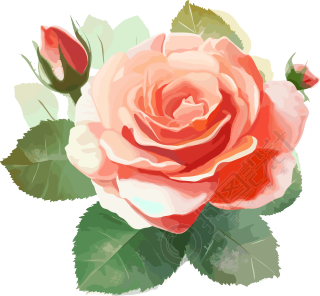 红玫瑰花插画设计