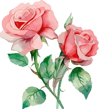 水彩画三朵玫瑰花素材