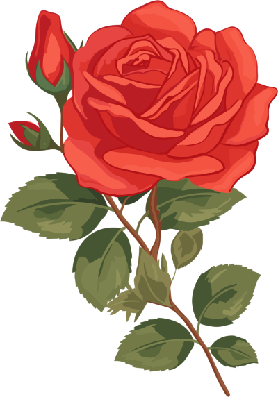 华丽动态插画：带叶子和花朵的红色玫瑰