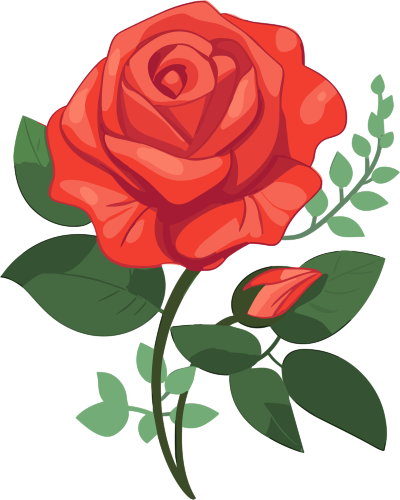 红色玫瑰插画设计