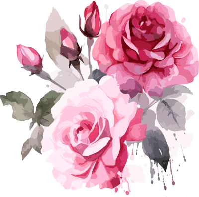 粉色玫瑰水彩画白底图案
