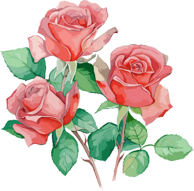 轻红轻翠水彩画三朵玫瑰