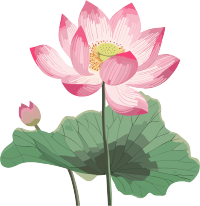 西周风格粉色荷花插画动态GIF素材