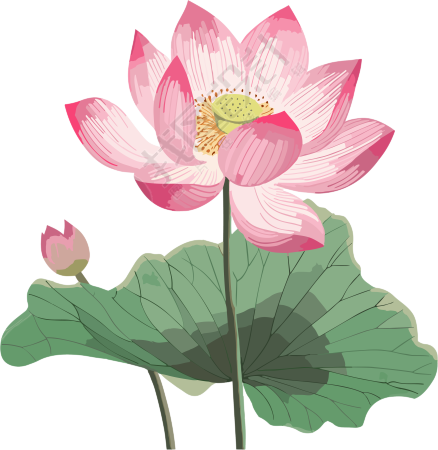 西周风格粉色荷花插画动态GIF素材