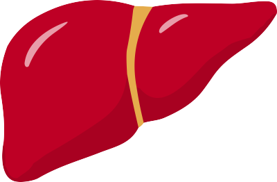 人体器官肝脏扁平插画设计元素
