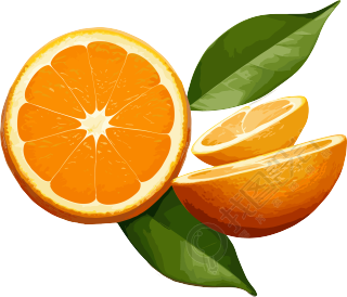 科学插图风格的橙子和叶子