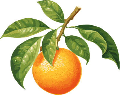 橙子和叶子插图