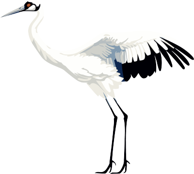 高清PNG透明背景的白鹤插图素材