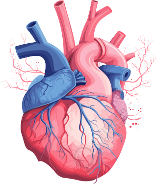 深蓝粉色人体心脏解剖矢量图PNG插画设计