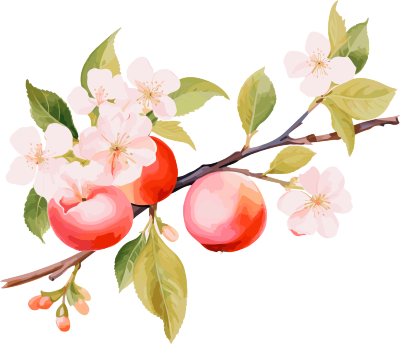 粉橙色苹果树分支花朵与苹果PNG图形素材
