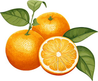 插画风格的橙子和叶子PNG图素材