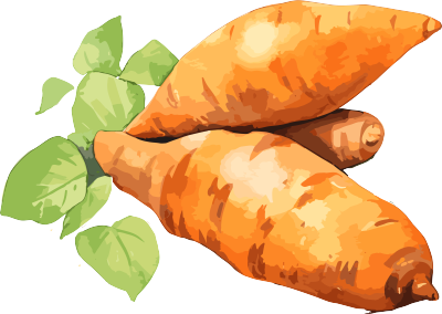 水彩绘制的甜薯插图