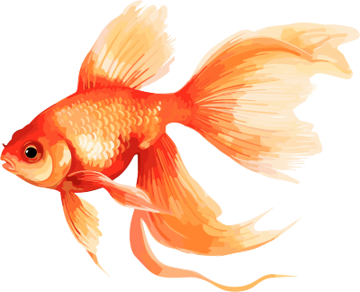 透明背景的金鱼插画设计素材