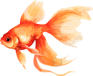 透明背景的金鱼插画设计素材