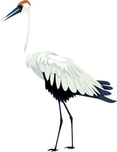 白色背景的鹤插画素材