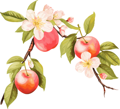 粉橙色苹果花和苹果树图形素材