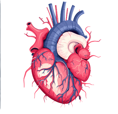 深蓝粉色人体心脏解剖图PNG矢量素材