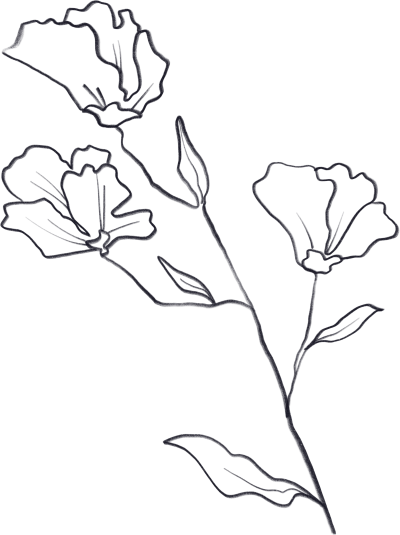 唯美手绘可商用线条花朵PNG素材