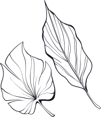 极简风线条叶子透明背景插画