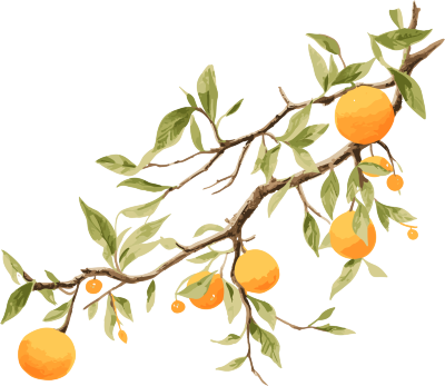 简约中国水彩风格树上的橙子插画