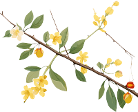 黄花枝头白底PNG图形素材
