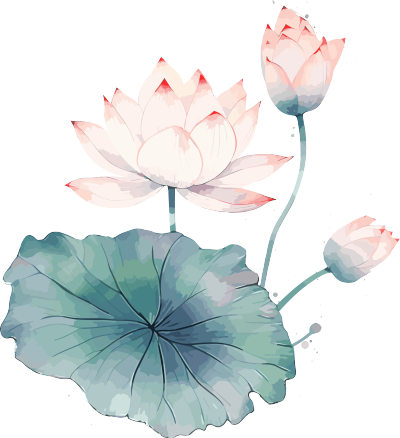 中国荷叶粉色花朵插画素材