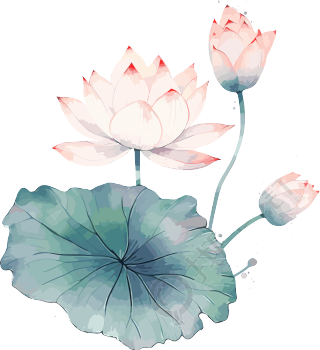 中国荷叶粉色花朵插画素材